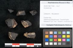 Foto (Objekt + Etikett) von Auracaria sp. (NHMW-GEO-2024-0188-11582)